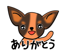 Talkative Smooth Coat Chihuahua sticker #885170