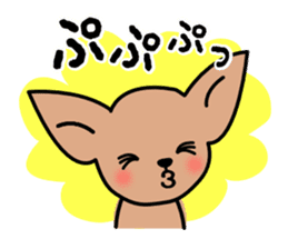 Talkative Smooth Coat Chihuahua sticker #885171