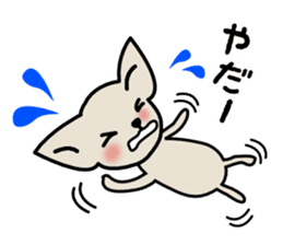 Talkative Smooth Coat Chihuahua sticker #885173