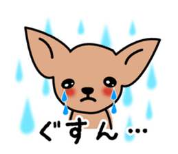 Talkative Smooth Coat Chihuahua sticker #885177