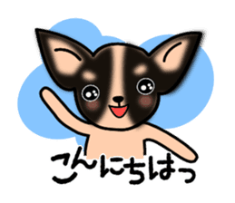 Talkative Smooth Coat Chihuahua sticker #885179