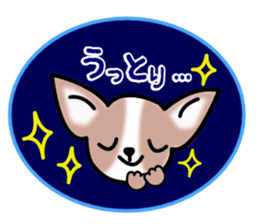 Talkative Smooth Coat Chihuahua sticker #885180