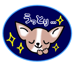 Talkative Smooth Coat Chihuahua sticker #885180