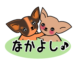 Talkative Smooth Coat Chihuahua sticker #885183