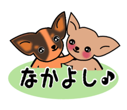 Talkative Smooth Coat Chihuahua sticker #885183