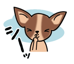 Talkative Smooth Coat Chihuahua sticker #885184