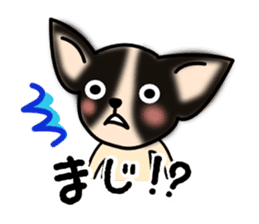Talkative Smooth Coat Chihuahua sticker #885185