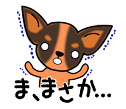 Talkative Smooth Coat Chihuahua sticker #885193