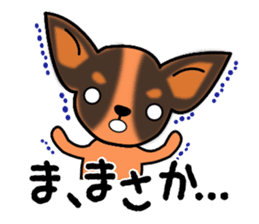 Talkative Smooth Coat Chihuahua sticker #885193