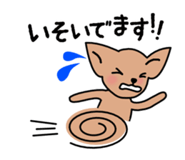 Talkative Smooth Coat Chihuahua sticker #885194