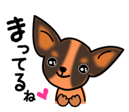 Talkative Smooth Coat Chihuahua sticker #885195