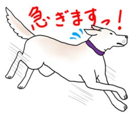 A white dog, KUNIO sticker #892701