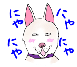 A white dog, KUNIO sticker #892707