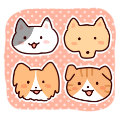 Shiba Inu KORO and his friends