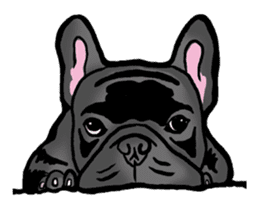 french bulldog's TOYkun English version sticker #900242