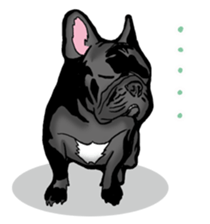 french bulldog's TOYkun English version sticker #900248