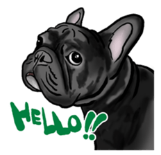 french bulldog's TOYkun English version sticker #900251