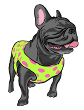 french bulldog's TOYkun English version sticker #900256