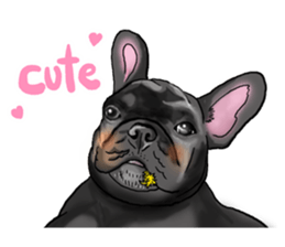 french bulldog's TOYkun English version sticker #900261