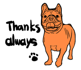 french bulldog's TOYkun English version sticker #900272