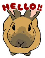 Rabbit Behavior(English ver.) sticker #905324
