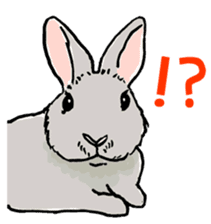 Rabbit Behavior(English ver.) sticker #905326