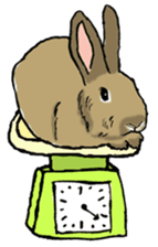 Rabbit Behavior(English ver.) sticker #905343