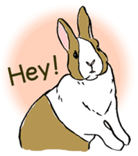 Rabbit Behavior(English ver.) sticker #905347