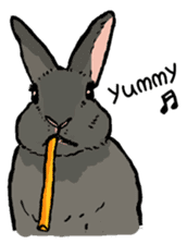 Rabbit Behavior(English ver.) sticker #905354