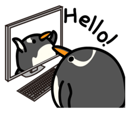 Humboldt Penguin and Gentoo penguin sticker #905400