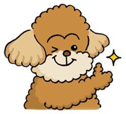 CHACO is a toy poodle sticker #934999