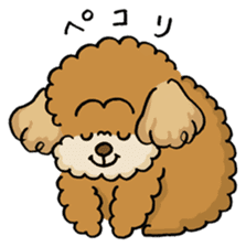 CHACO is a toy poodle sticker #935001