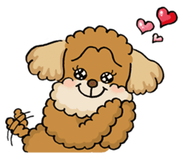 CHACO is a toy poodle sticker #935005
