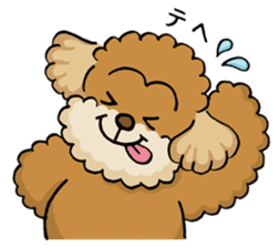CHACO is a toy poodle sticker #935006