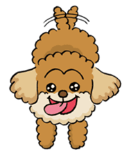 CHACO is a toy poodle sticker #935007