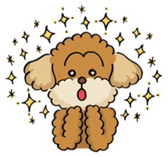 CHACO is a toy poodle sticker #935008