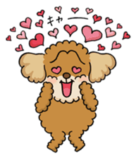 CHACO is a toy poodle sticker #935010