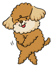 CHACO is a toy poodle sticker #935011