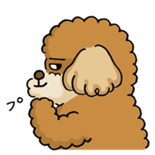 CHACO is a toy poodle sticker #935012