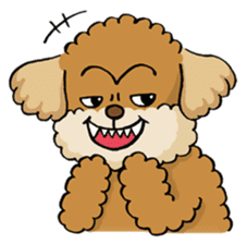 CHACO is a toy poodle sticker #935013