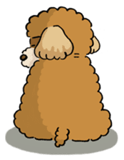 CHACO is a toy poodle sticker #935015