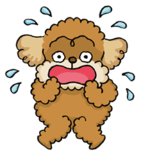 CHACO is a toy poodle sticker #935016