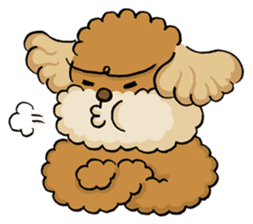 CHACO is a toy poodle sticker #935021