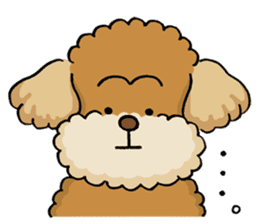 CHACO is a toy poodle sticker #935023