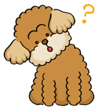 CHACO is a toy poodle sticker #935024
