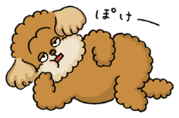 CHACO is a toy poodle sticker #935025