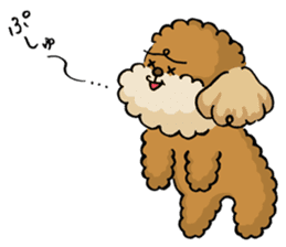 CHACO is a toy poodle sticker #935026