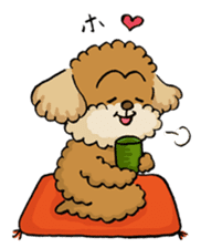 CHACO is a toy poodle sticker #935029