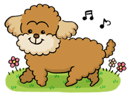 CHACO is a toy poodle sticker #935031