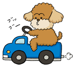 CHACO is a toy poodle sticker #935032